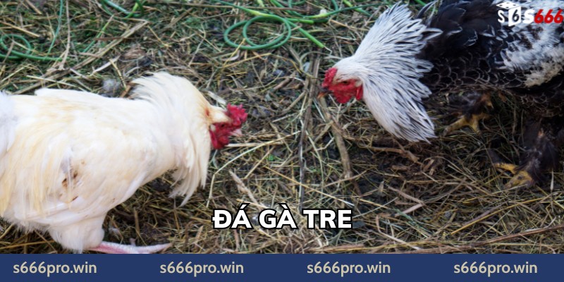 Đá Gà Tre – Nguồn Gốc, Kỹ Thuật Huấn Luyện & Giá Trị Văn Hóa Truyền Thống