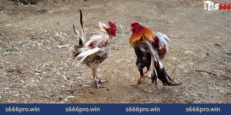 Nguồn gốc và đặc điểm nổi bật của gà tre